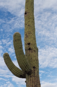 树 仙人掌 植物 天空 照片