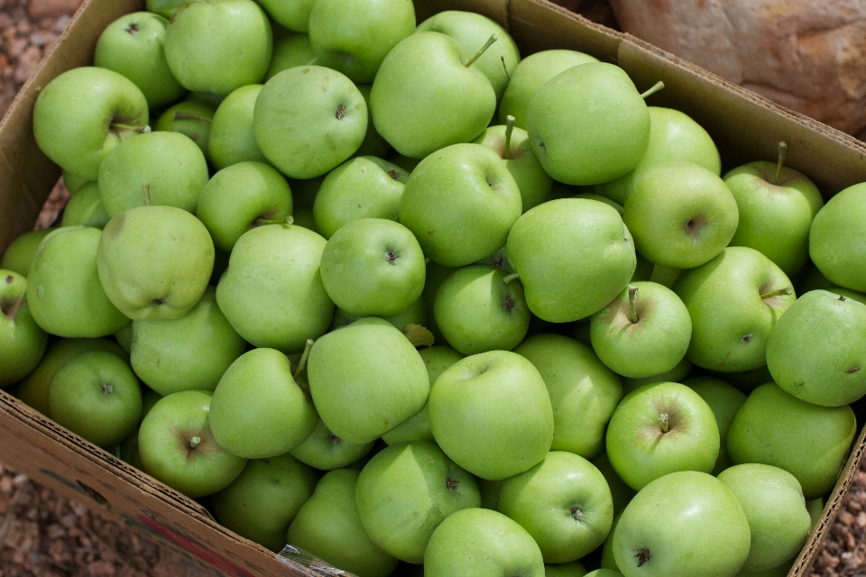 Apple tanaman buah makanan