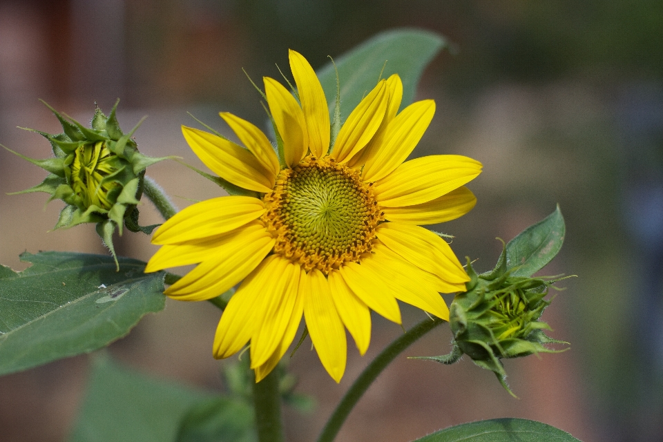 Plantar campo flor pétala