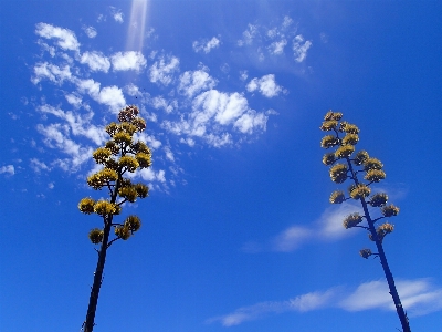 Tree nature branch cactus Photo