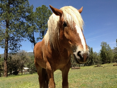 Meadow pasture grazing horse Photo