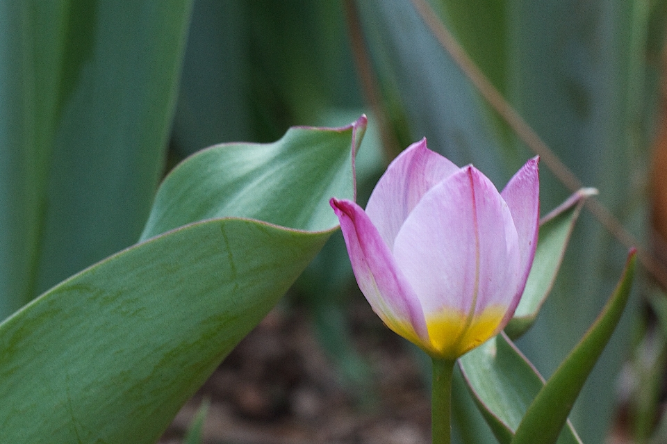 Tanaman bunga daun tulp