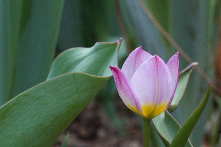 植物 花 花弁 チューリップ 写真