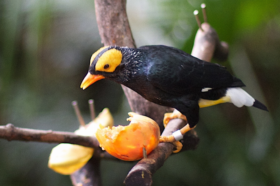 Natur zweig vogel blume