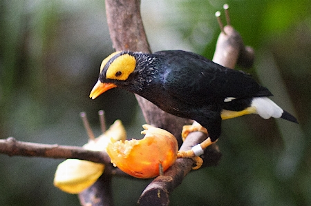 Foto Naturaleza rama pájaro flor