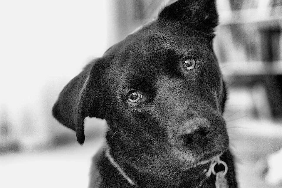 En blanco y negro
 cachorro perro mamífero