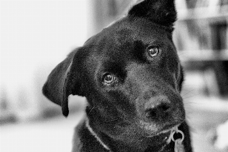 Foto Bianco e nero
 cucciolo cane mammifero