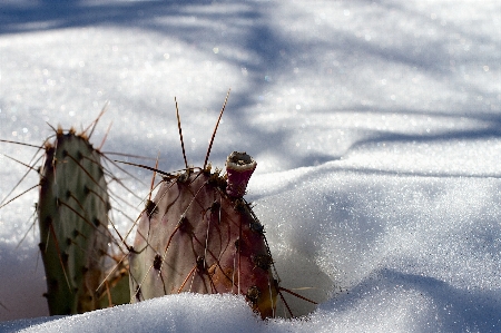 Photo Neige hiver cactus
 aile