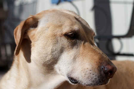 Puppy dog mammal snout Photo