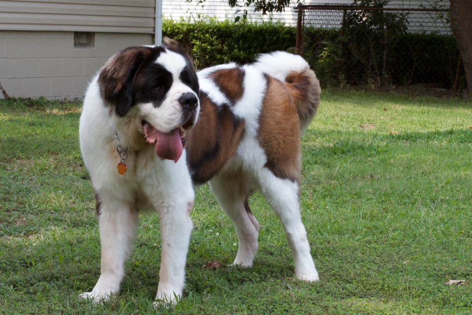 Anjing mamalia bertulang belakang
 ras anjing
