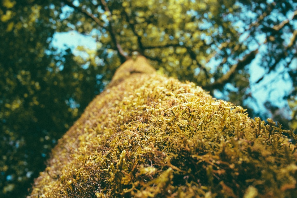 Pohon alam hutan tanaman