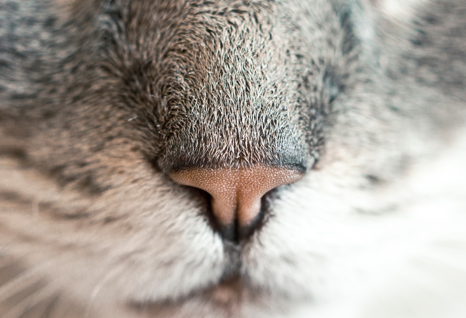 動物 野生動物 毛皮 猫