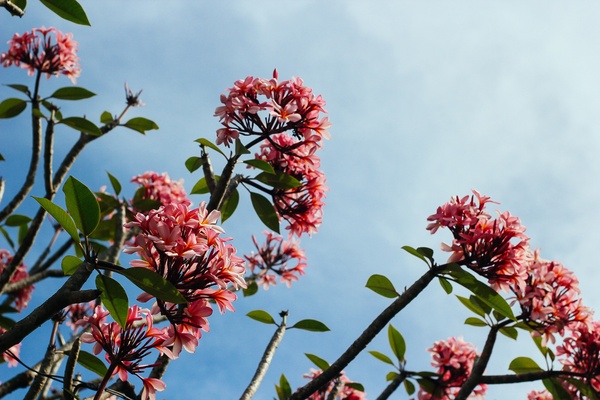 Tree nature branch blossom Photo