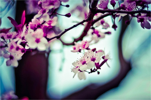 Branch blossom plant photography Photo