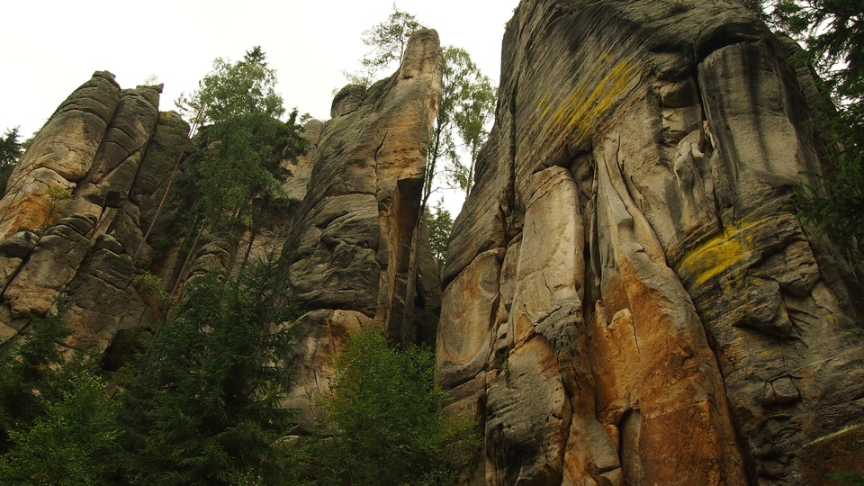 Tree rock stone formation