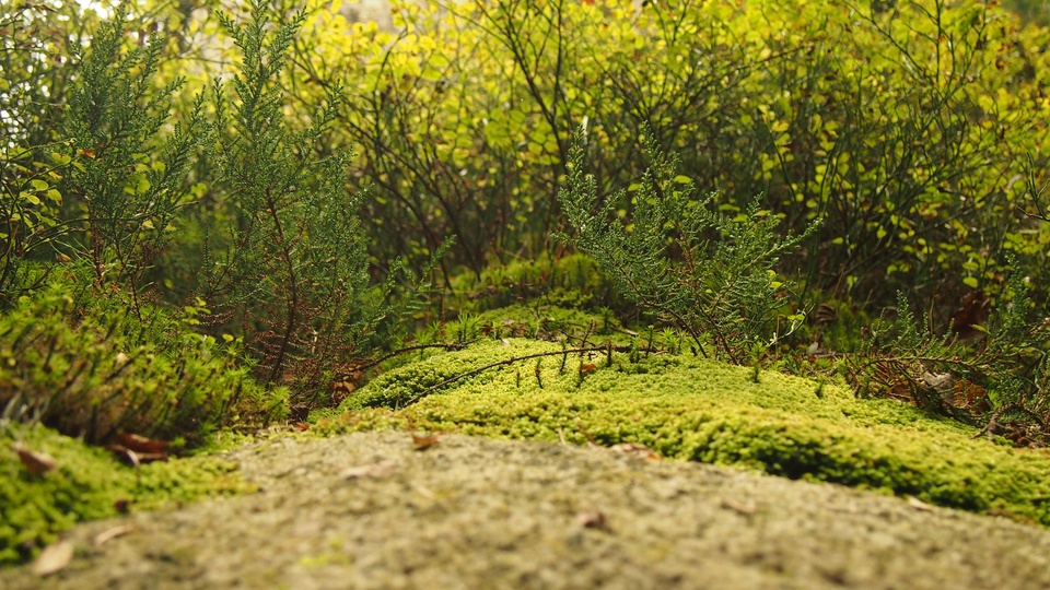 木 森 草 植物