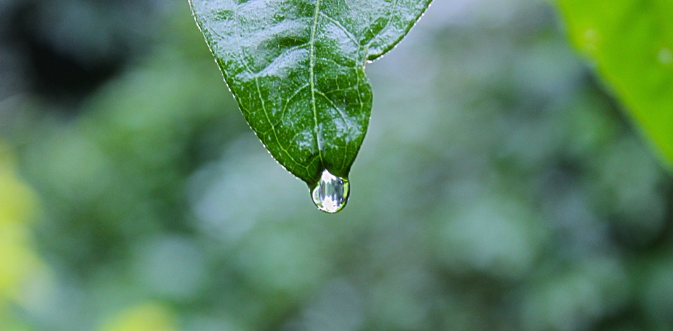 Water nature grass branch