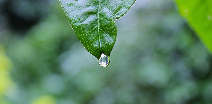 Water nature grass branch Photo