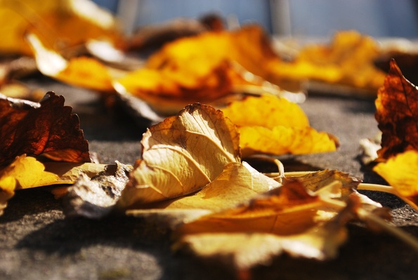 Ground leaf fall flower Photo