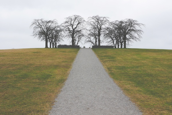 Landscape tree path grass Photo