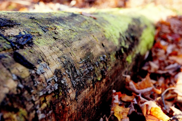 Tree nature forest plant Photo