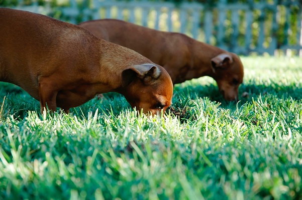 Grass lawn puppy dog Photo