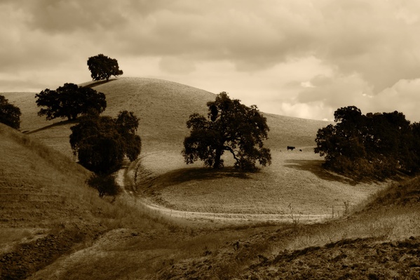 Landscape tree nature path Photo