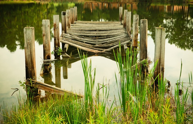 Tree nature grass swamp Photo