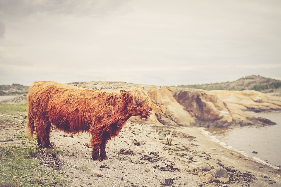 Paysage mer sable sauvage