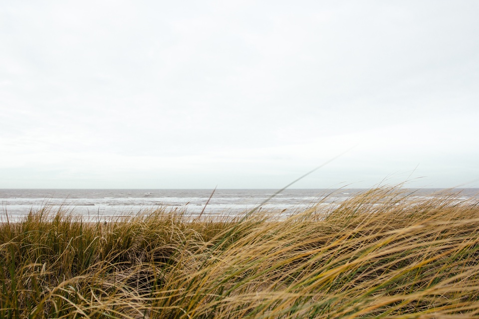 Beach sea coast grass