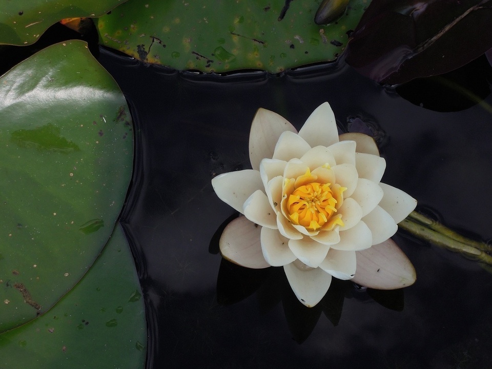 Plant leaf flower petal