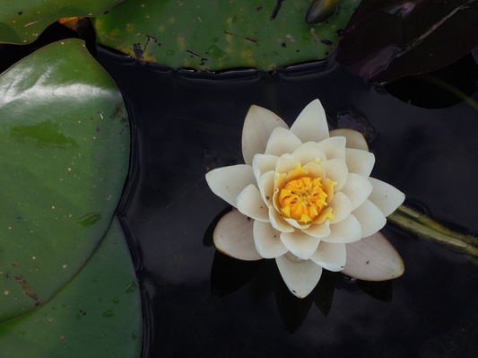 Plant leaf flower petal Photo