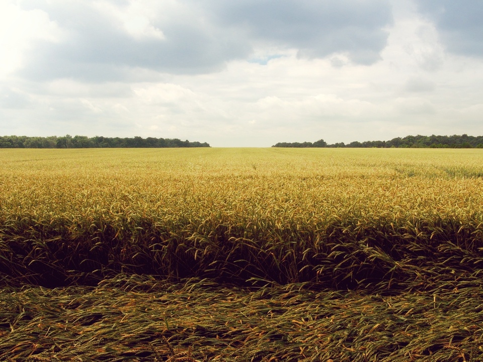 Grass horizon marsh plant