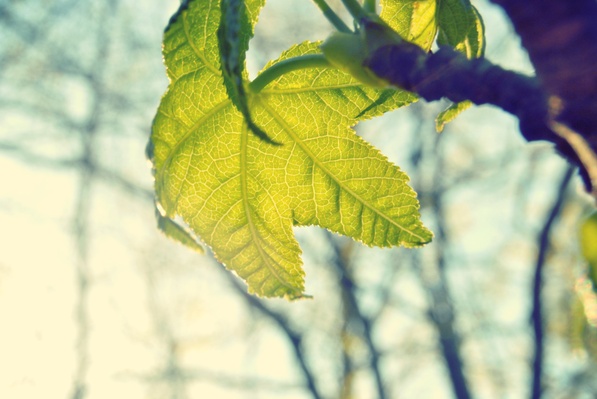 Tree nature branch plant Photo