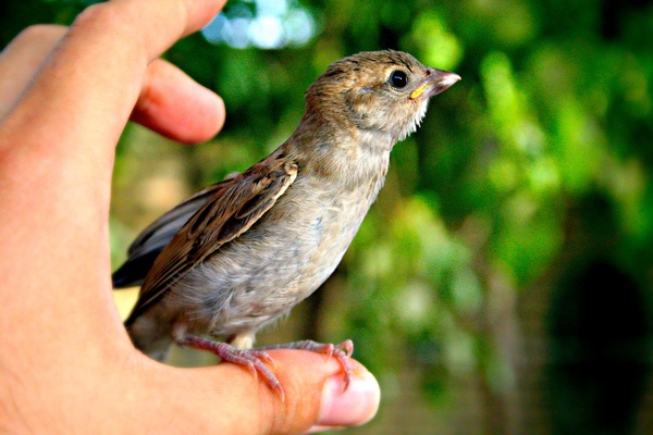 Photo Main bifurquer oiseau animal