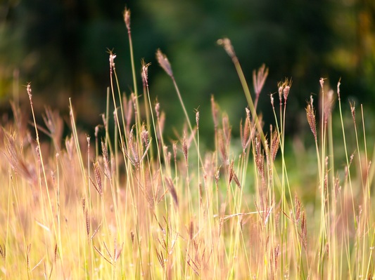 Foto Alam rumput tanaman bidang