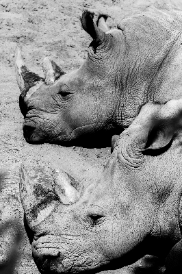 Photo Noir et blanc
 animal statue mammifère