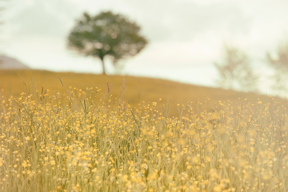 Paysage nature herbe horizon