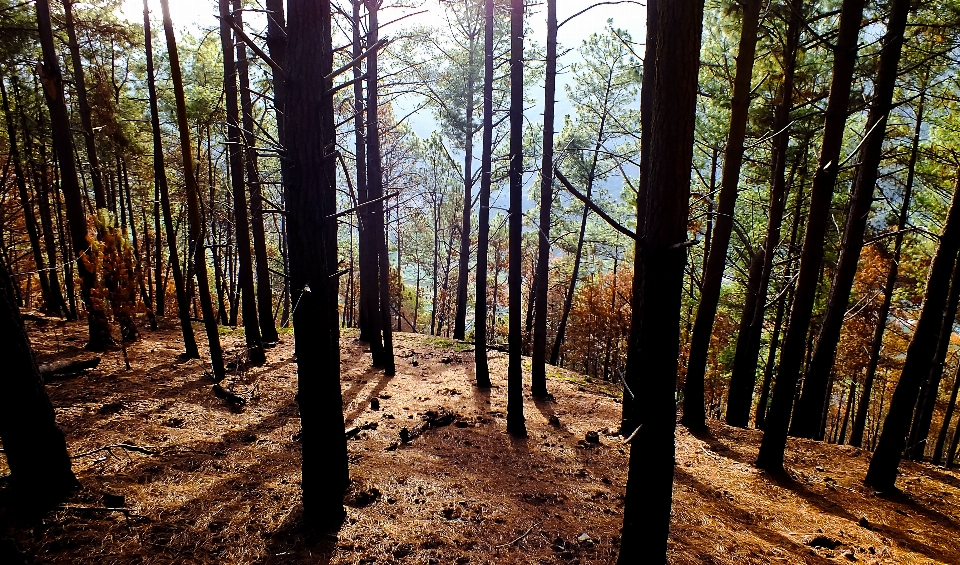 Pohon alam hutan gurun
