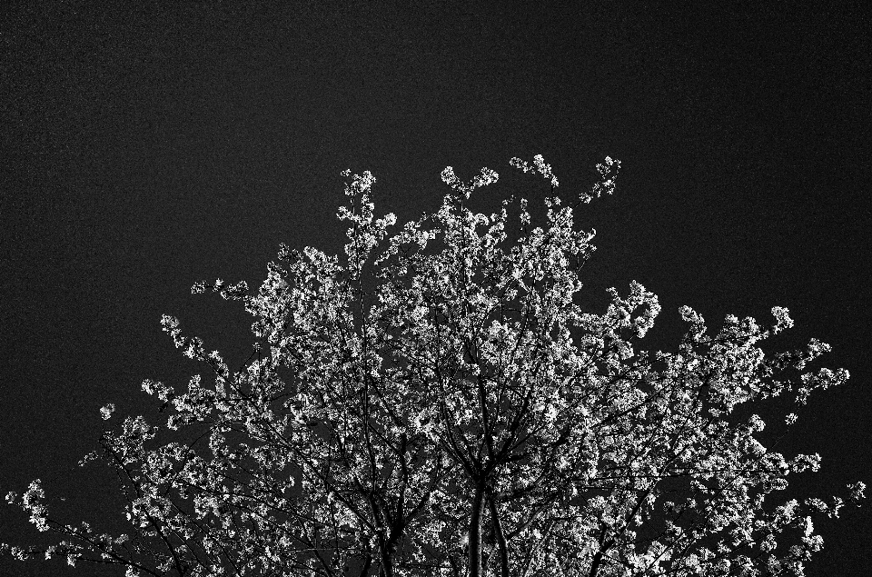 Arbre bifurquer noir et blanc
 usine