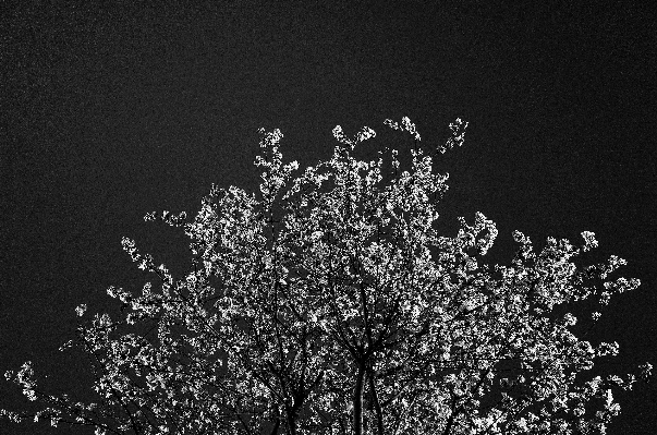 Photo Arbre bifurquer noir et blanc
 usine