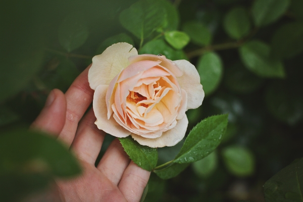 Foto Mão plantar flor pétala