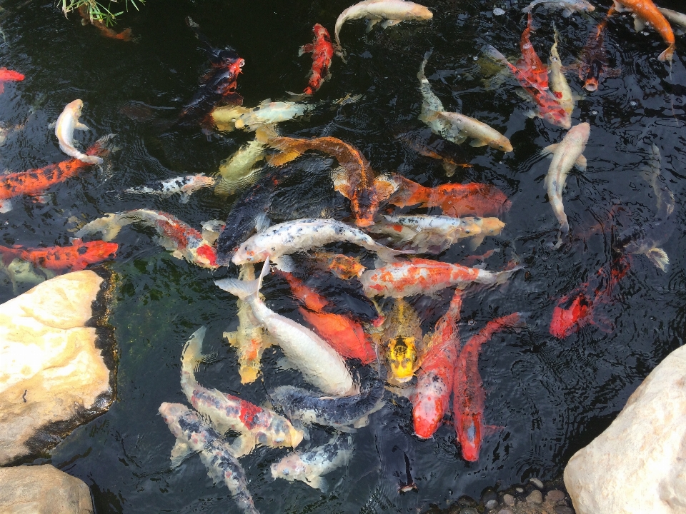 Pond fish koi goldfish