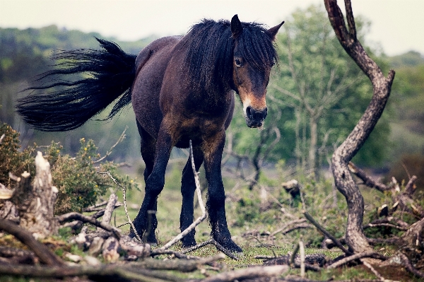 Foto Região selvagem
 animal animais selvagens selvagem