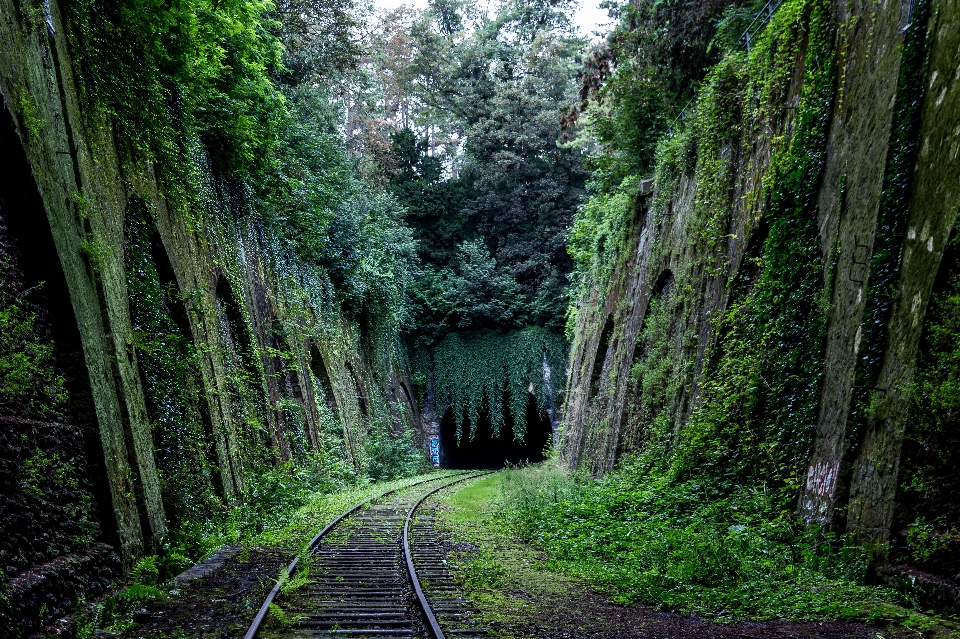 Tree nature forest track