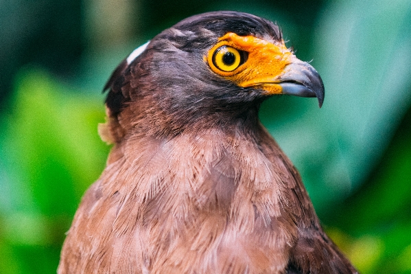 鳥 動物 野生動物 嘴 写真