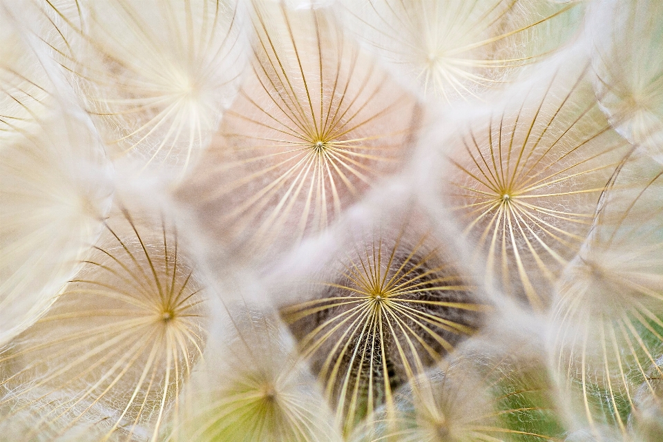 Nature plant photography dandelion