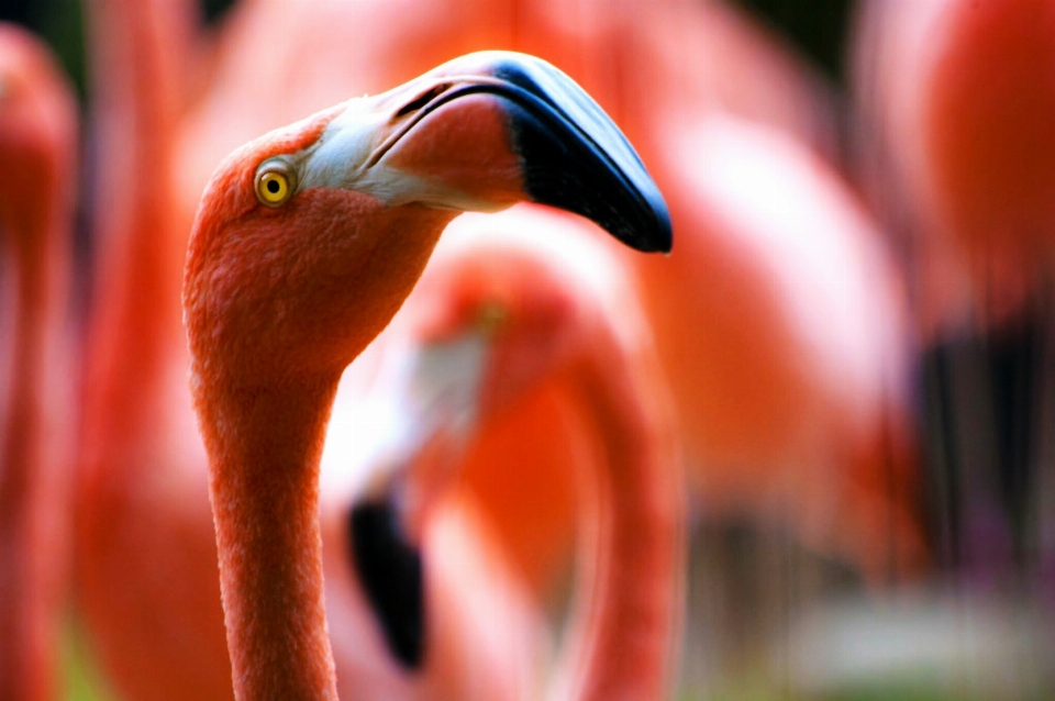 鳥 動物 赤 嘴