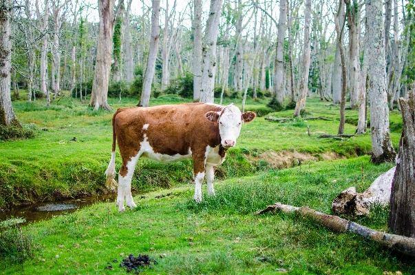 Forest grass farm meadow Photo