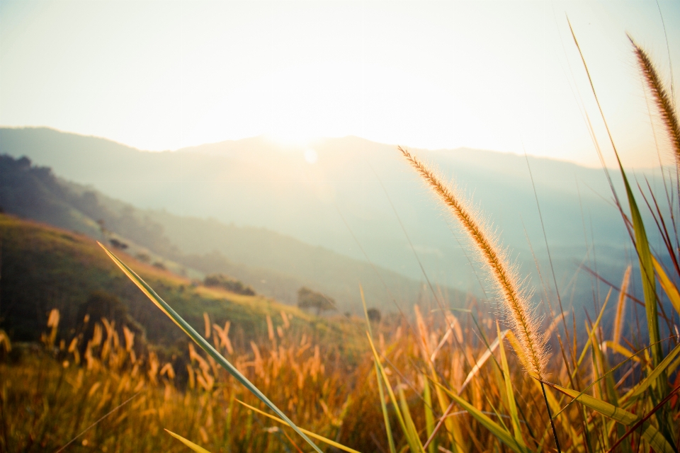 Landscape nature grass horizon